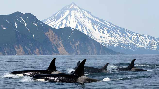 orcas in canada